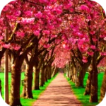 spring wallpaper hd android application logo